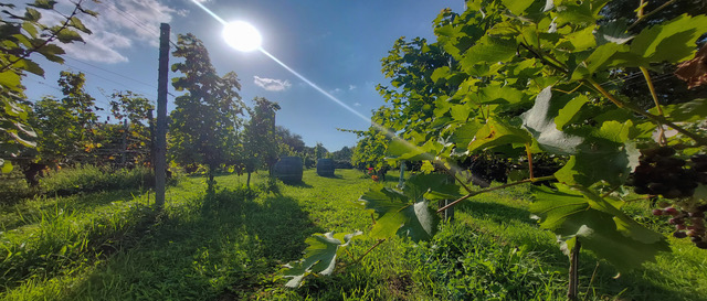 DeWijnSmit_Wijnranken